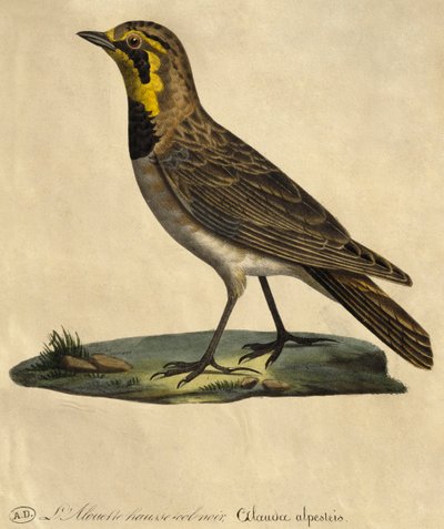 Lark with a Black Collar by Paul Louis Oudart